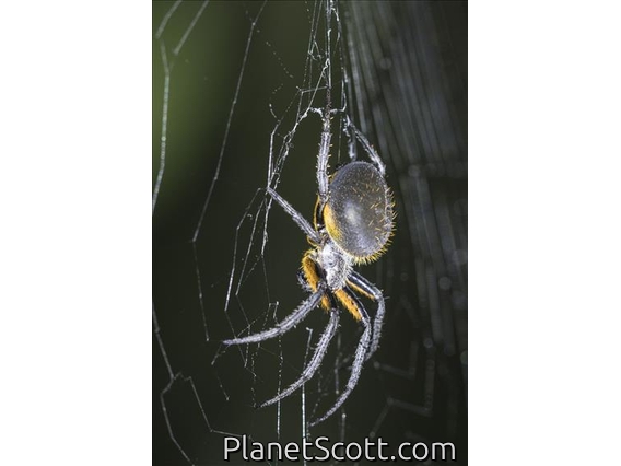 Orbweaver Spider (Eriophora sp)