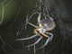 Orbweaver Spider (Eriophora sp)