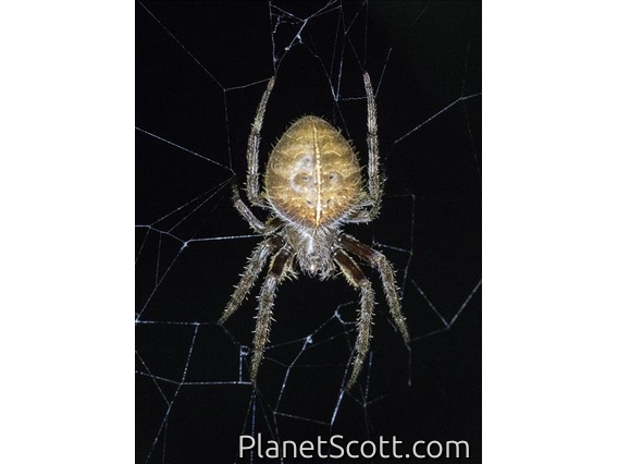 Orbweaver Spider (Eriophora edax)
