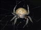Orbweaver Spider (Eriophora edax)