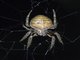 Orbweaver Spider (Eriophora edax)