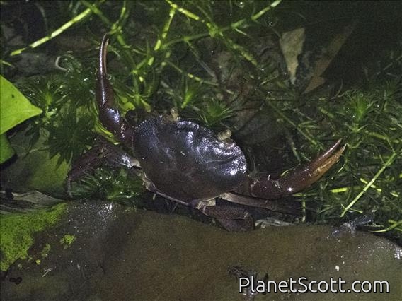 Freshwater Crab (Ptychophallus sp)