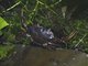 Freshwater Crab (Ptychophallus sp)