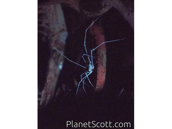 Harvestman (Sclerosomatidae sp)