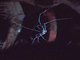 Harvestman (Sclerosomatidae sp)