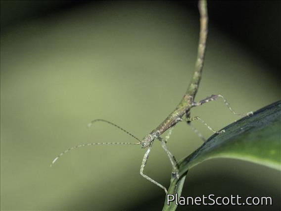 Walking Stick (Prexaspini sp)