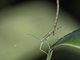 Walking Stick (Prexaspini sp)