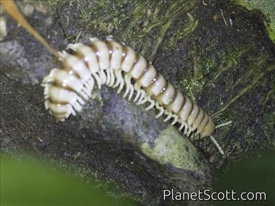 Flat-backed Millipede (Amplinus sp)