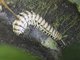 Flat-backed Millipede (Amplinus sp)