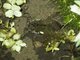 Giant Water Bug (Lethocerus sp)
