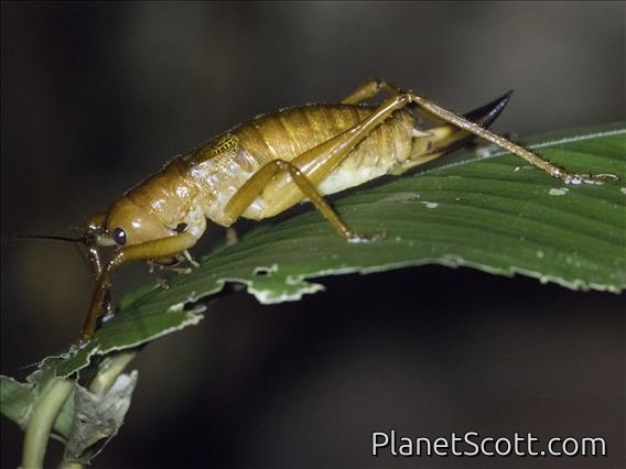 Cocconotini Katydid (Melanonotus powellorum)