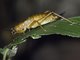 Cocconotini Katydid (Melanonotus powellorum)