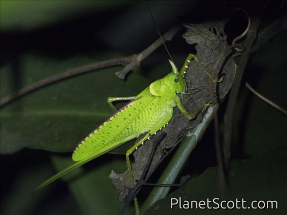 Rhinoceros Katydid (Copiphora rhinoceros)