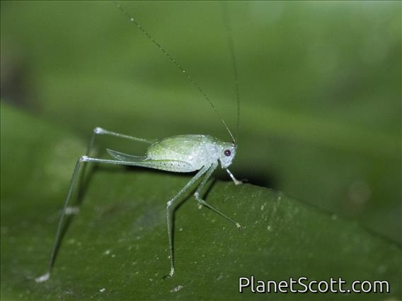 Leaf Katydid (Phaneropterini sp)