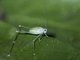 Leaf Katydid (Phaneropterini sp)