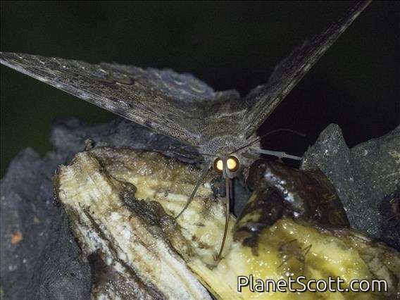 Black Witch (Ascalapha odorata)