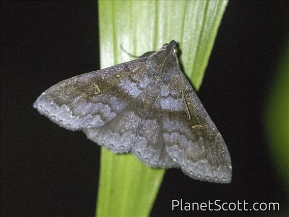 Litter Moth (Rejectaria sp)