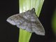 Litter Moth (Rejectaria sp)
