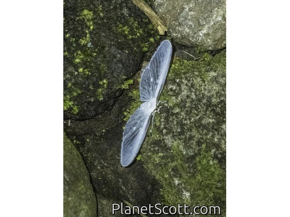 Derbid Planthopper (Mysidiina sp)