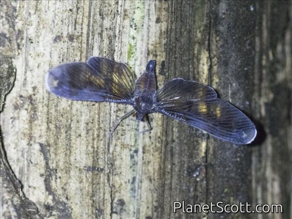 Derbid Planthopper (Derbe sp)