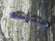Derbid Planthopper (Derbe sp)