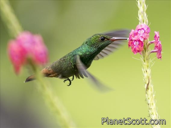 Rufous-tailed Hummingbird (Amazilia tzacatl)