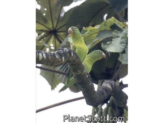 Orange-chinned Parakeet (Brotogeris jugularis)