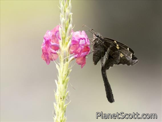 Dicot Skipper (Chioides sp)