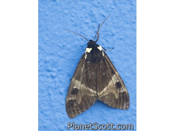 Tiger Moth (Dysschema magdala)