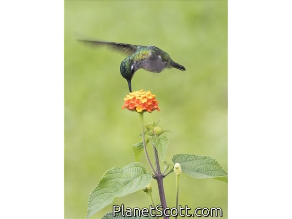 Violet-headed Hummingbird (Klais guimeti) - Female