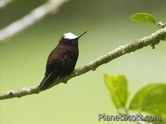 Snowcap (Microchera albocoronata) - Male
