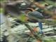 Rufous Motmot (Baryphthengus martii)
