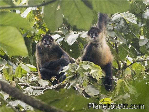 Central American Spider Monkey (Ateles geoffroyi)