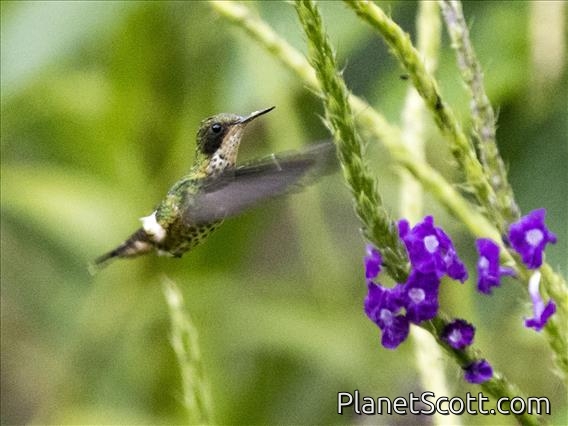 Black-crested Coquette (Lophornis helenae) - Female
