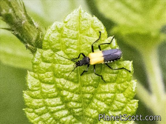 Soldier Beetle (Chauliognathus terminalis)