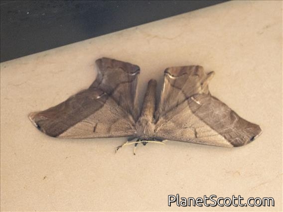 Emperor Moth (Arsenura sp)