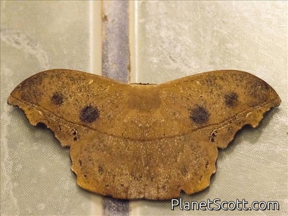 Emperor Moth (Oxytenis naemia)