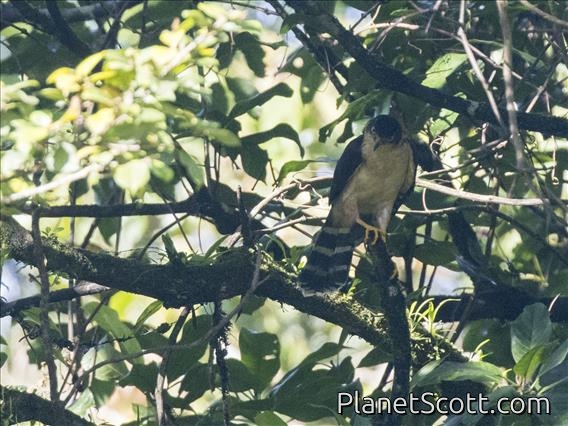 Bicolored Hawk (Accipiter bicolor)