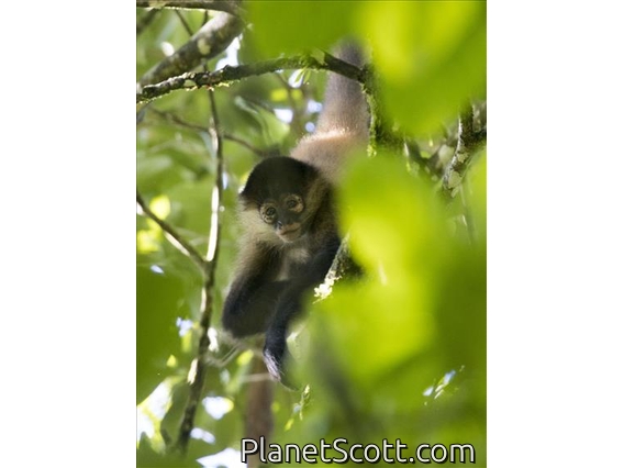 Central American Spider Monkey (Ateles geoffroyi)