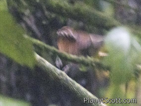 Dull-mantled Antbird (Sipia laemosticta)