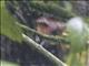 Dull-mantled Antbird (Sipia laemosticta)