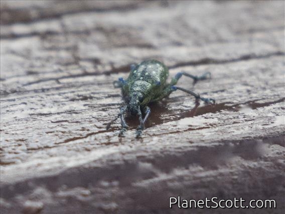 Broad-nosed Weevil (Exophthalmus jekelianus)