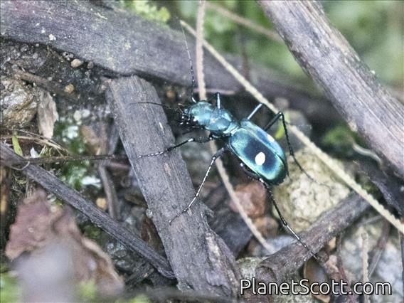 Central American Montane Tiger Beetle (Pseudoxycheila tarsalis)