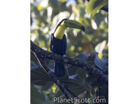 Keel-billed Toucan (Ramphastos sulfuratus)