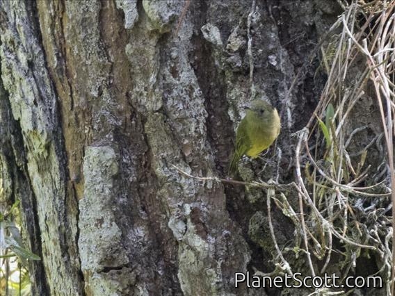 Ochre-bellied Flycatcher (Mionectes oleagineus)