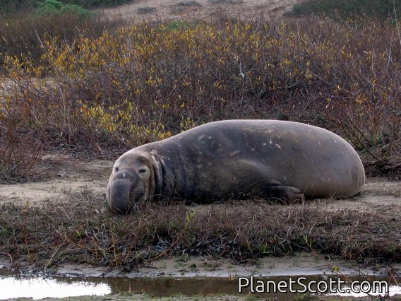 Northern Elephant Seal - Young Male