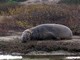 Northern Elephant Seal - Young Male