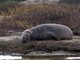 Northern Elephant Seal - Young Male