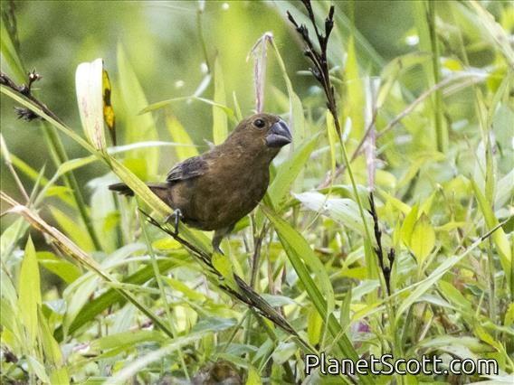 Thick-billed Seed Finch (Sporophila funerea) - Female