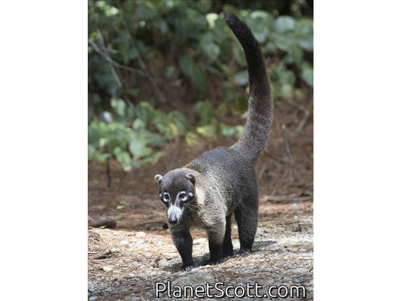 White-nosed Coati (Nasua narica)